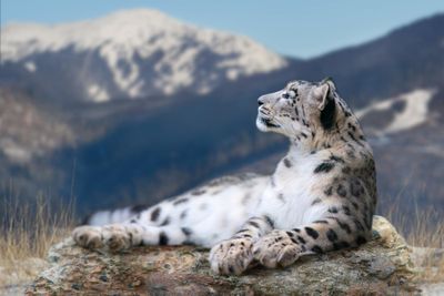 Snow leopard lying on a rock against snow mountain landscape