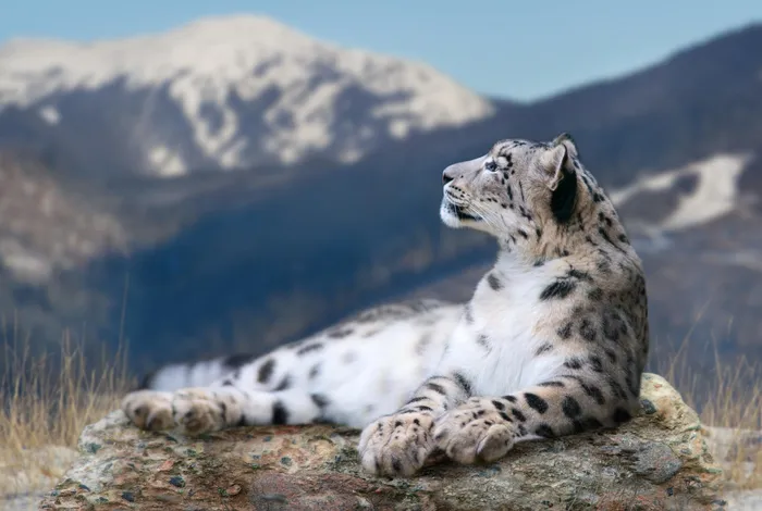 MinION-based DNA barcoding of preserved and non-invasively collected wildlife samples