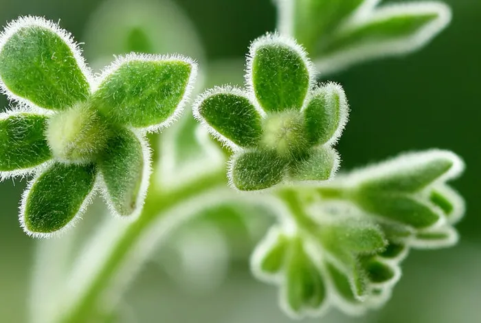Sequencing the gigabase plant genome of the wild tomato species Solanum pennellii using Oxford Nanopore single molecule sequencing