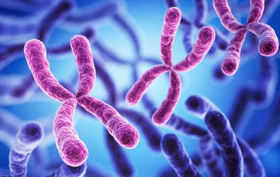 Pink chromosomes on a blue background