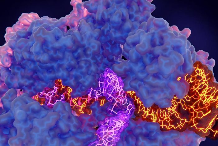 Long read sequencing reveals transgene concatemerisation and vector sequences integration following AAV-driven electroporation of CRISPR RNP complexes