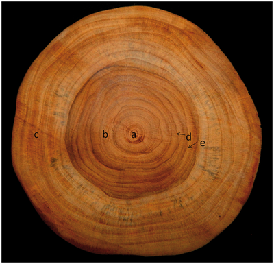 Draft genome of a high value tropical timber tree, Teak (Tectona grandis L. f): insights into SSR diversity, phylogeny and conservation