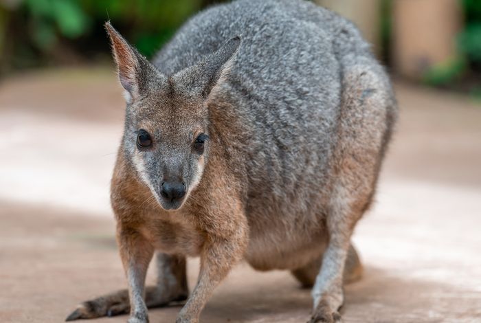London Calling 2023: Unraveling chromosomal evolution in marsupials: comparative genomics and methylomics with telomere-to-telomere precision
