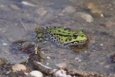 Recent Asian origin of chytrid fungi causing global amphibian declines