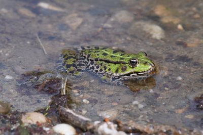 Evaluation of nanopore sequencing for increasing accessibility of eDNA studies in biodiverse countries