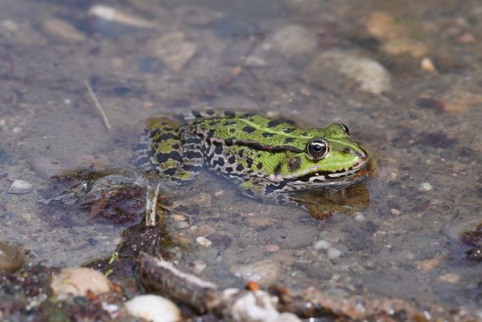 Evaluation of nanopore sequencing for increasing accessibility of eDNA studies in biodiverse countries
