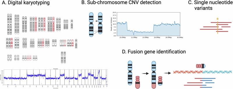 A figure illustrating digital karyotyping, CNV and SNV detection, and fusion gene identification from a single sequencing run