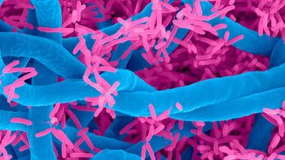 Evaluation of Oxford Nanopore MinION Sequencing for 16S rRNA Microbiome Characterization
