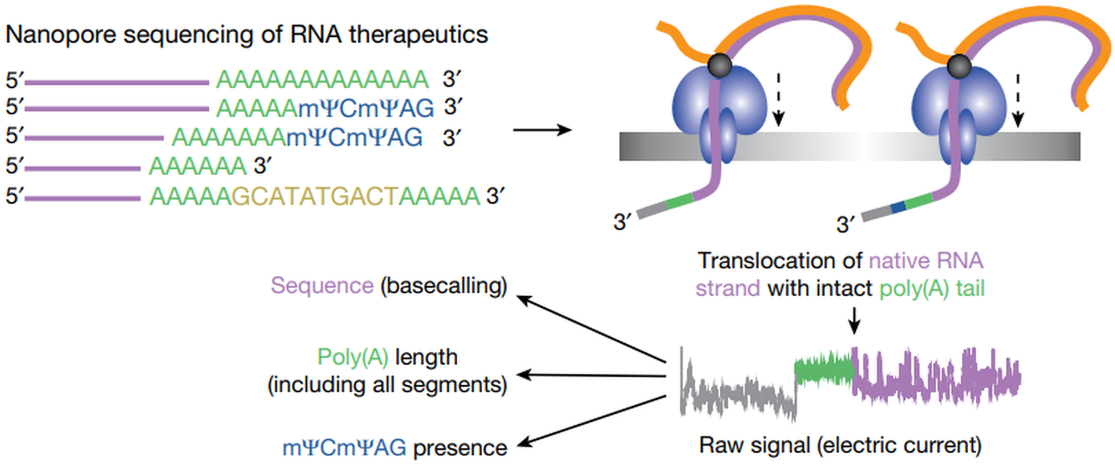 Overview of the enhanced direct RNA sequencing approach for studying mRNA therapeutics