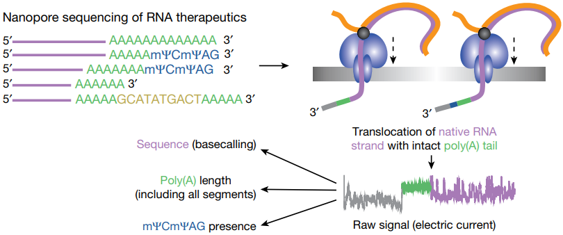 Overview of the enhanced direct RNA sequencing approach for studying mRNA therapeutics