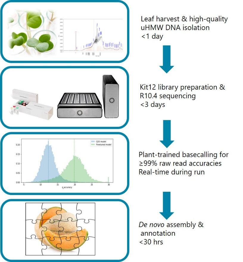 Diagram showing a workflow overview of plant genome assembly. The top box is captioned "leaf harvest & high-quality uHMW DNA isolation <1 day", the second box in captioned "kit12 library preparation & R10.4 sequencing <3 days", the third box is captioned "Plant-trained basecalling for >= 99% raw read accuracies real-time during run", and the final box is captioned "de novo assembly & annotation <30 hrs". "