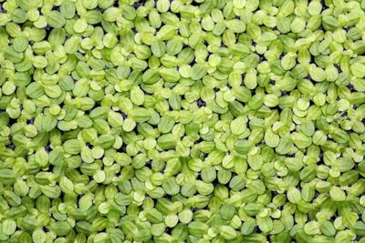 Generating a high‐confidence reference genome map of the Greater Duckweed by integration of cytogenomic, optical mapping and Oxford Nanopore technologies