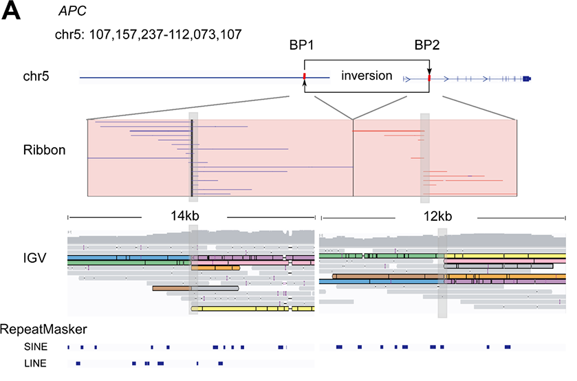 Graph illustrating large-scale inversions and gene fusions detected by nanopore sequencing