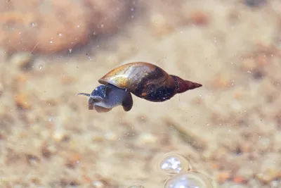 Pond snail