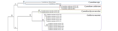 Using MinION nanopore sequencing to generate a de novo eukaryotic draft genome: preliminary physiological and genomic description of the extremophilic red alga Galdieria sulphuraria strain SAG 107.79