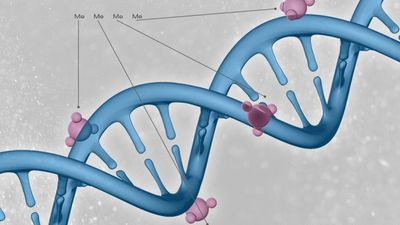 methylation of DNA helix