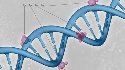 dna helix with methylated bases