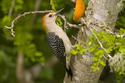 photograph of a golden-fronted woodpecker on a tree