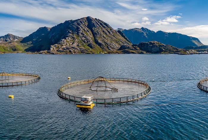 Nanopore sequencing of microbial communities reveals the potential role of sea lice as a reservoir for fish pathogens