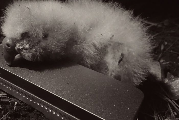 Applying portable nanopore sequencing technology to the conservation of the critically endangered kākāpō