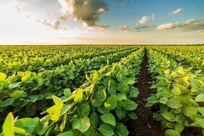 Adaptive sampling with Oxford Nanopore offers a simple way to improve the efficiency of plant metagenomic studies