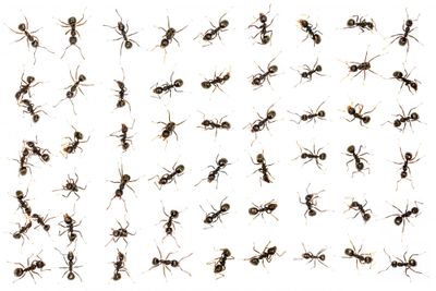 rows of black ants spaced evenly on white background