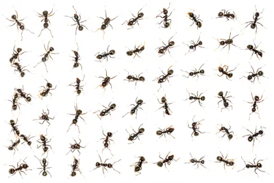arrangement of black ants on a white background