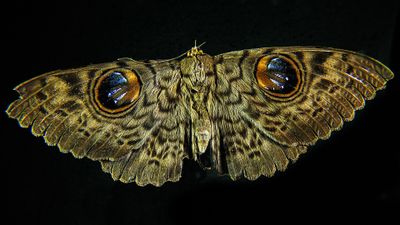 photograph of moth