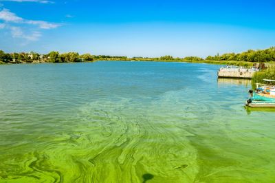 algal blooms