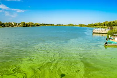 algal blooms