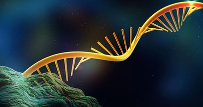 RNA Society Annual Conference 2024