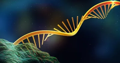 RNA Society Annual Conference 2024