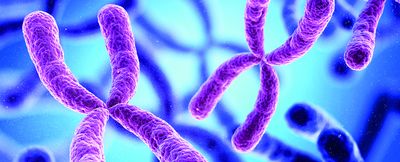 chromosomes