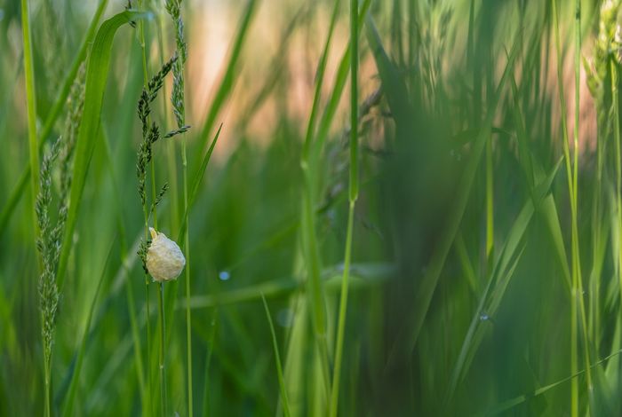 Reference genomes of 545 silkworms enable high-throughput exploring genotype-phenotype relationships