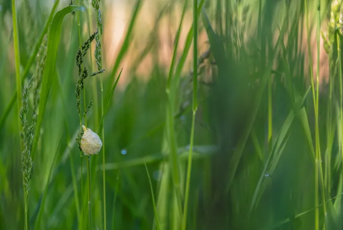 Reference genomes of 545 silkworms enable high-throughput exploring genotype-phenotype relationships