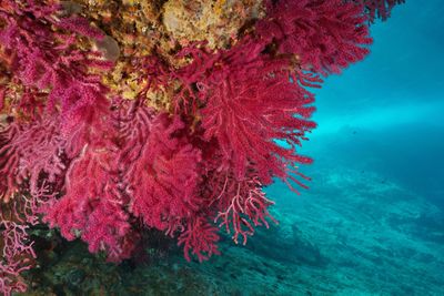 photograph of coral underwater in Mediterranean - Red gorgonian or Paramuricea clavata