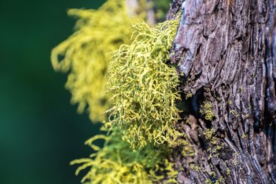 Wolf lichen