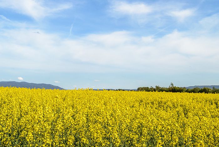 Blog: Long reads reveal small-scale structural variations in an allo-tetraploid crop plant