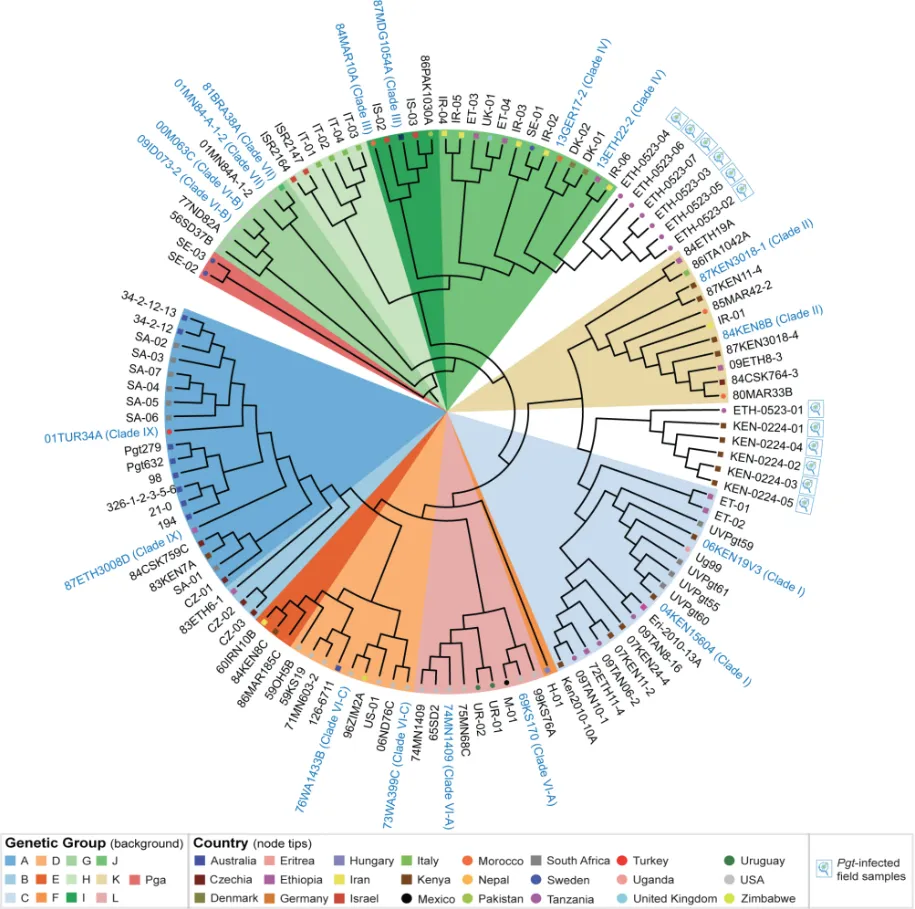 Phylogenetic analysis of Pgt samples from Kenya and Ethiopia revealed close relationships between the field-sequenced samples and representative isolates previously identified in East Africa.