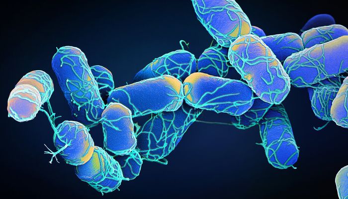 Case study: culture-free, strain-level characterisation of foodborne pathogens using targeted nanopore metagenomics
