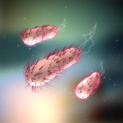 E. coli