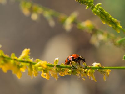 The Genomic Basis of Color Pattern Polymorphism in the Harlequin Ladybird