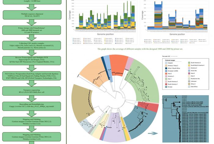 Universal, amplicon-based sequencing method for *Canine Morbillivirus* (CDV)