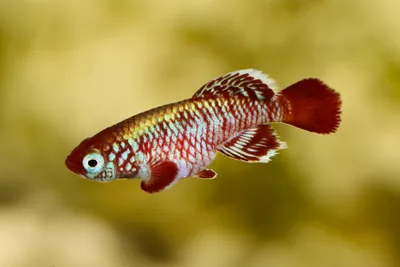photograph of nothobranchius killifish species
