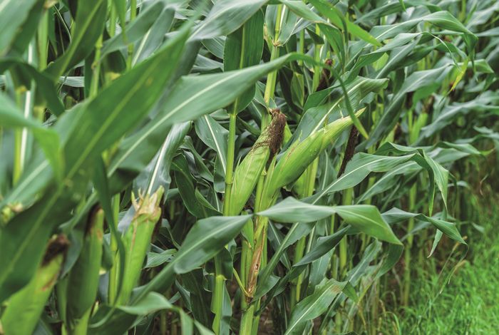 Case study: from seed to harvest — protecting food crops with a single platform