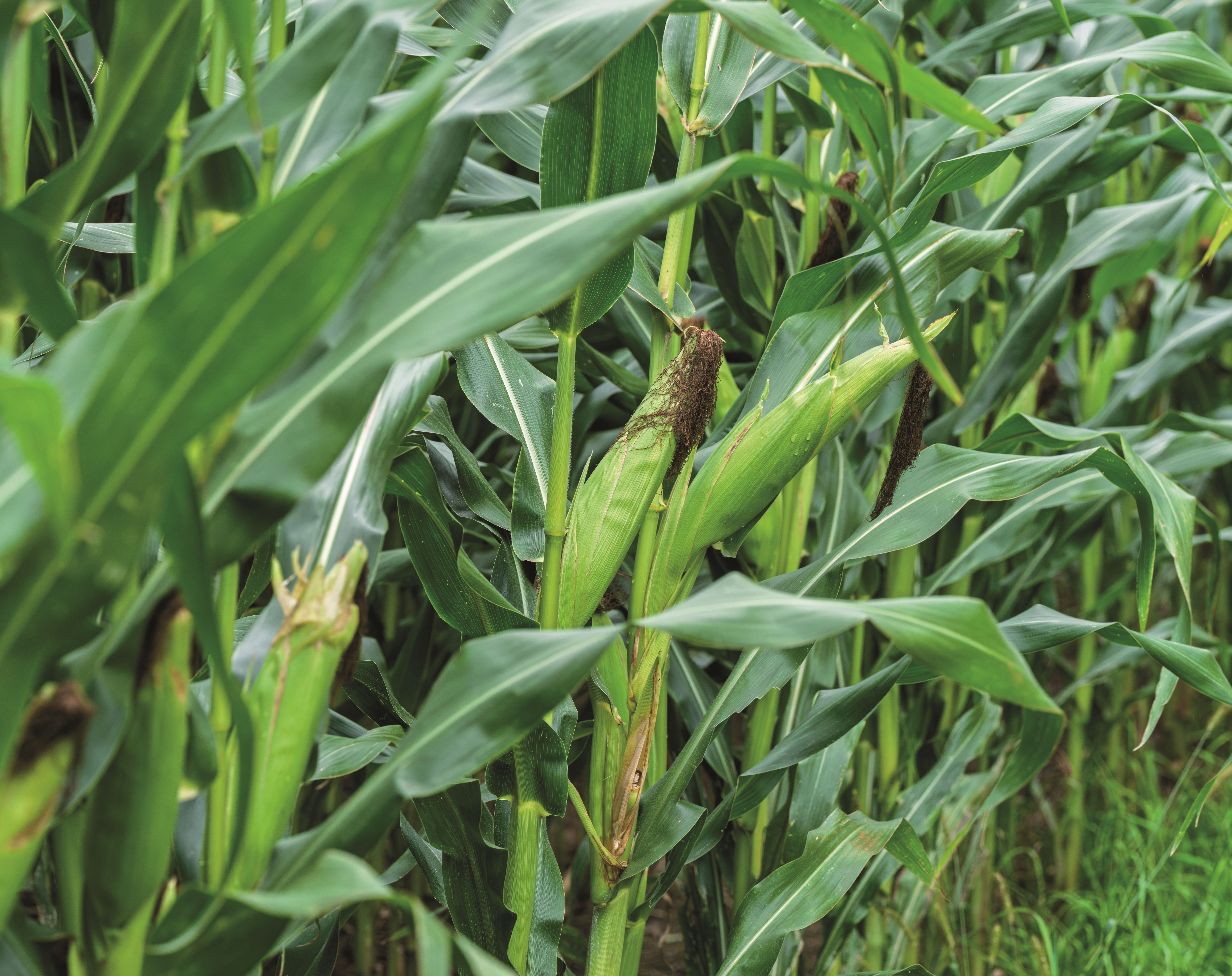 Maize crops in the field