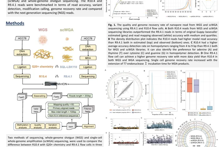 Whole-genome DNA sequencing using nanopore R10.4 promises best  practice for single-cell variation detection and methylation profiling