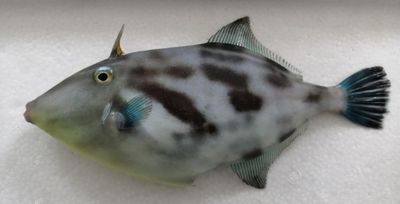 greenfin horse-faced filefish