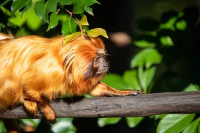 Golden lion tamarin