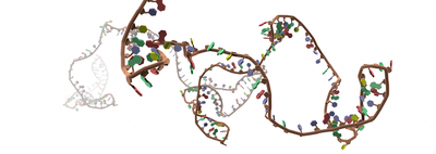 Nanopore long-read RNAseq reveals widespread transcriptional variation among the surface receptors of individual B cells